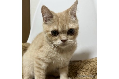 成約済の埼玉県のスコティッシュフォールド-71347の3枚目